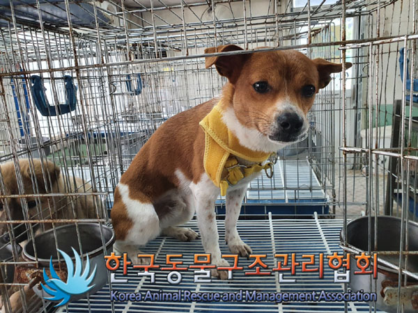 한국동물구조관리협회_411316202300301